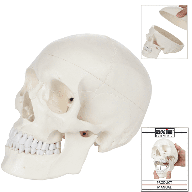 Educational Model Life Size Skull Model Include Removable Skull Cap and Full Set of Teeth Human Adult Skull Anatomical Model for Study Display Teaching Medical Model,Medical Models 